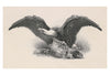 Buttolph British Library Menu Collection 1902  Detail of American Eagle